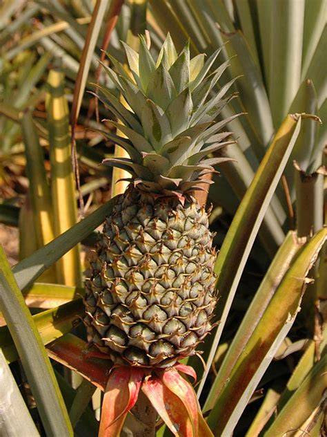 Ananas Cayenne
