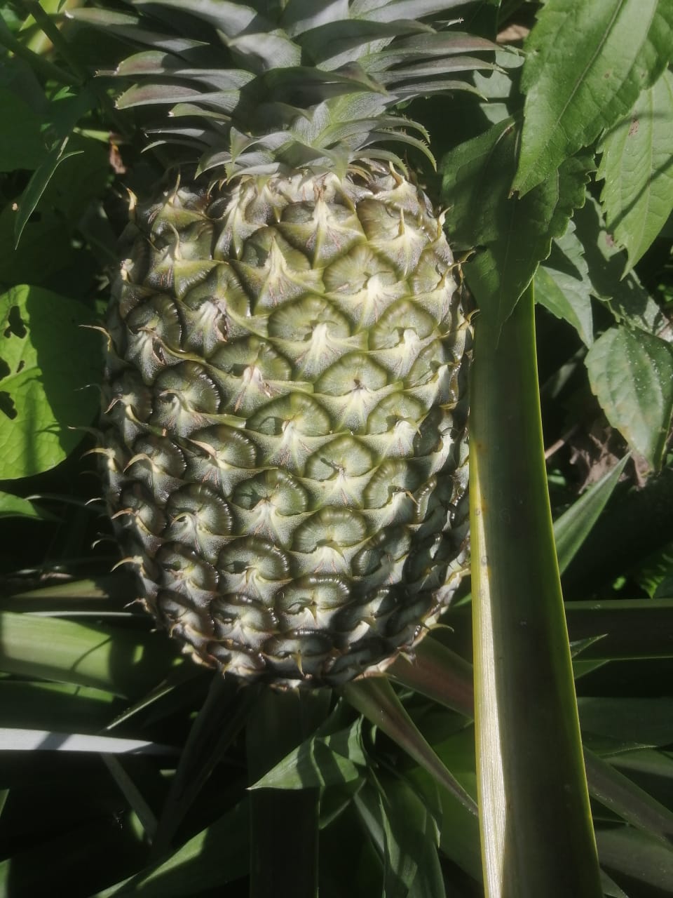Ananas Victoria